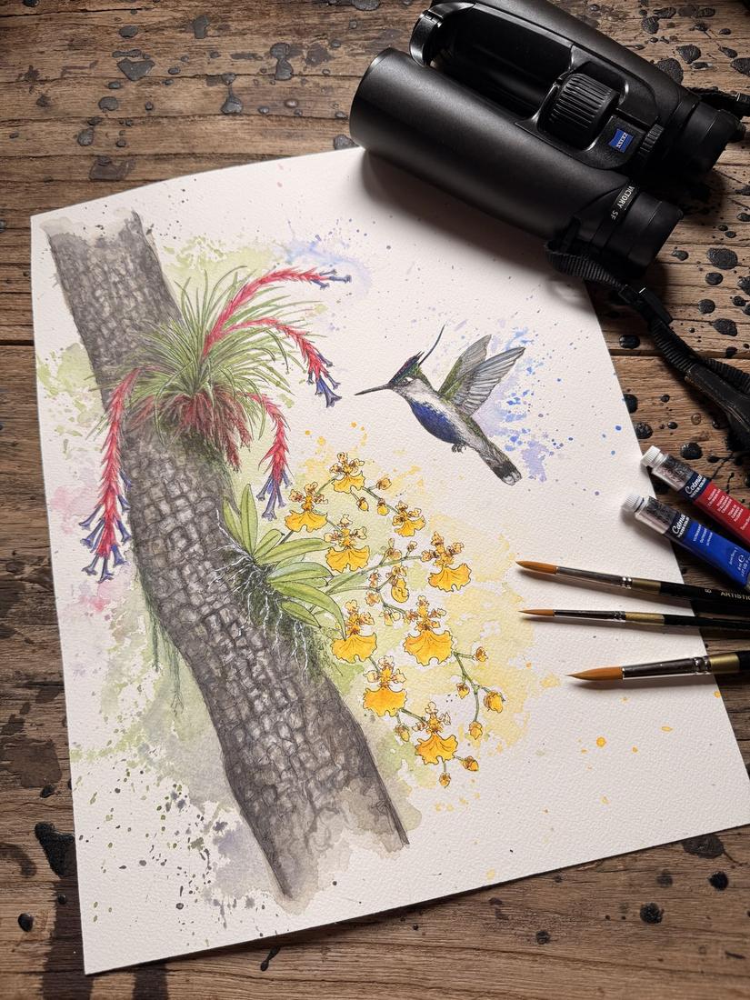 Acuarela de Anambé con un picaflor y flores, junto a binoculares y pinceles