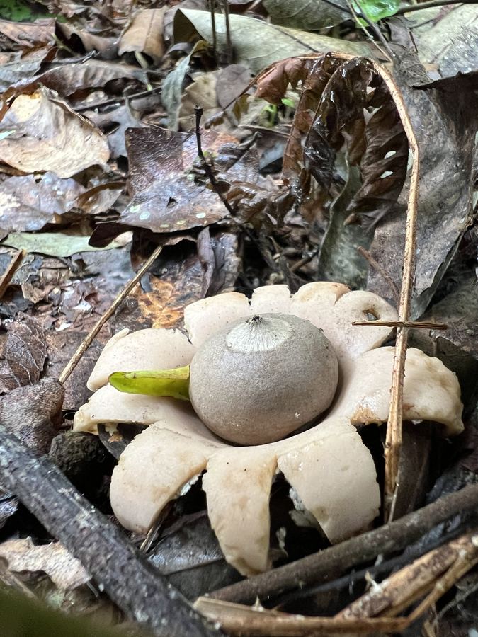 Estrella de tierra