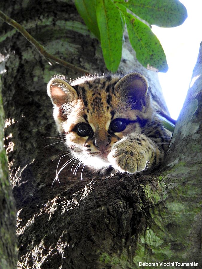Margay en el monte