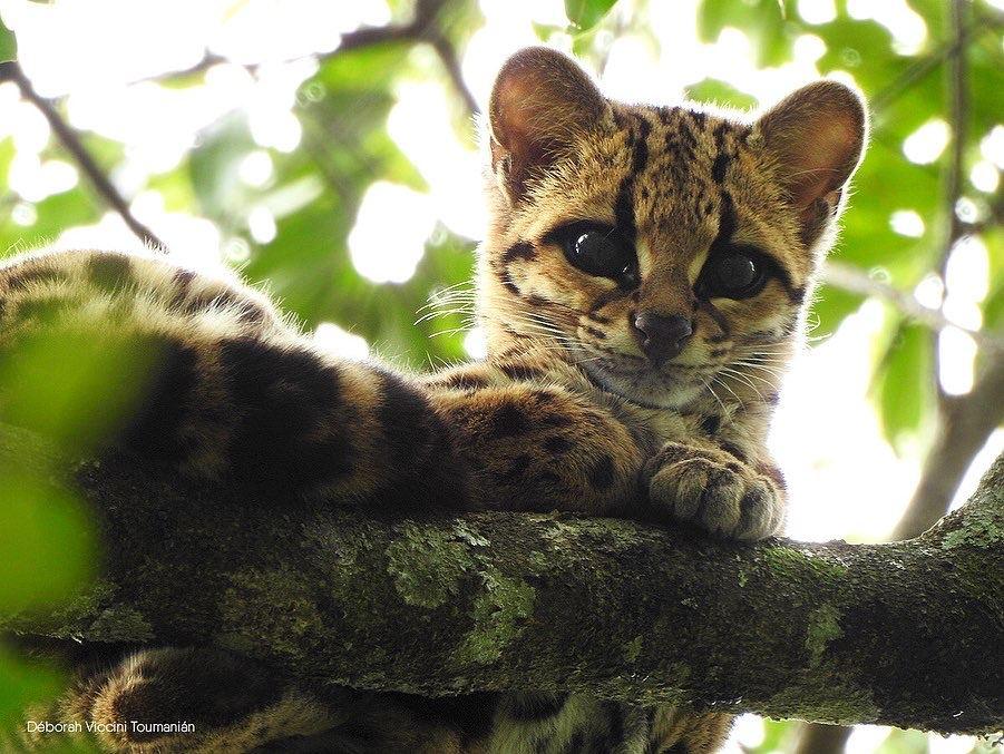 Margay