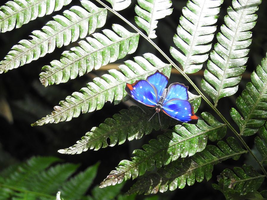 Mariposa azul