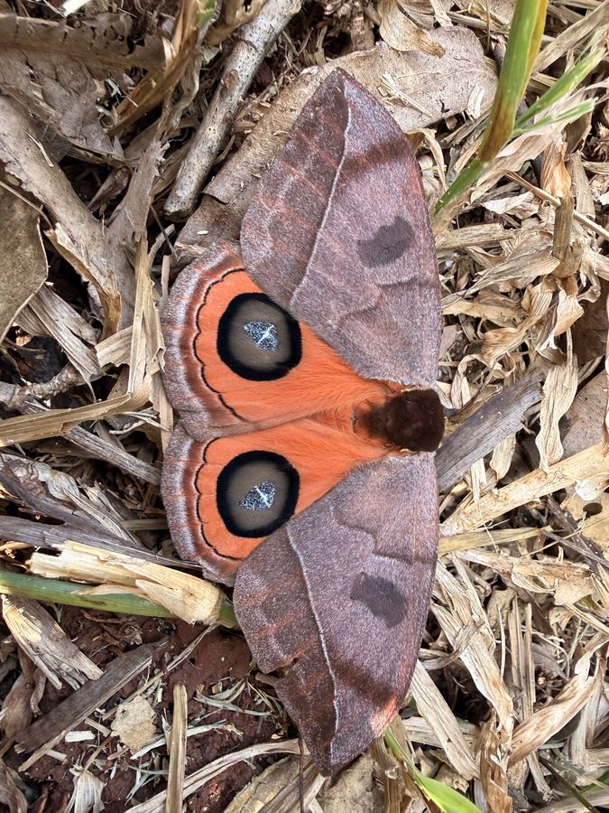 Mariposa nocturna