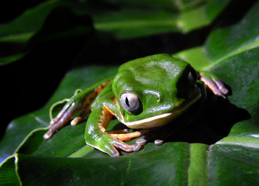 Rana arborícola