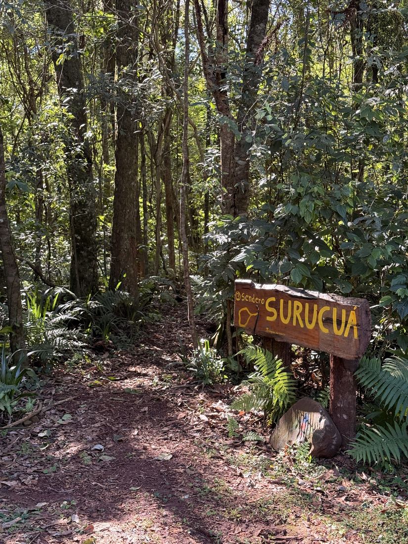 Caminantes con binoculares junto a un árbol gigante en un sendero de selva